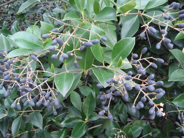 Ligustrum japonicum fruit P1A P2B P16